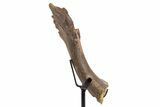 Fossil Crocodylomorph Humerus w/ Metal Stand - South Dakota #335518-2